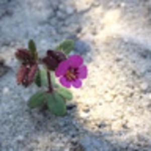 Meet your Posher, Alexandra